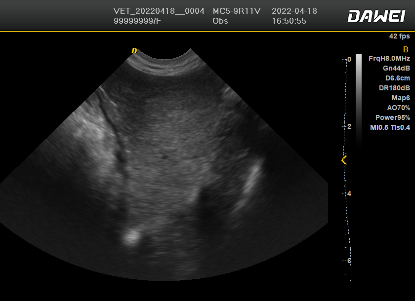 动物超声机图像