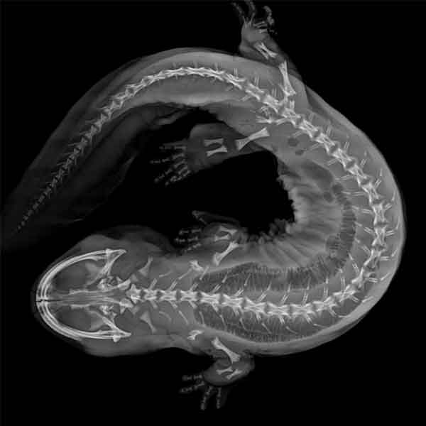 portable x ray machine veterinary