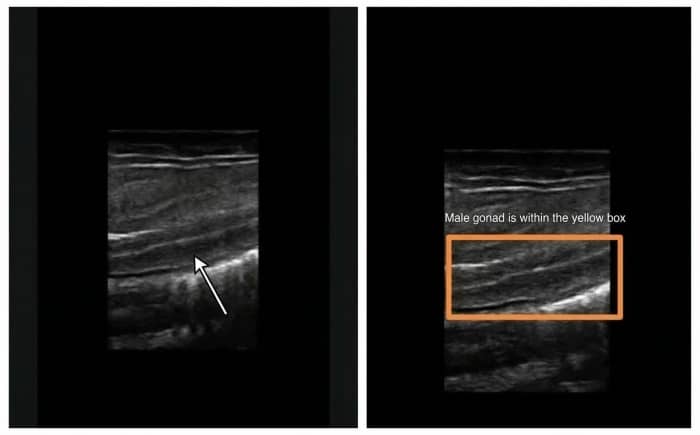  Chinese Giant Salamander