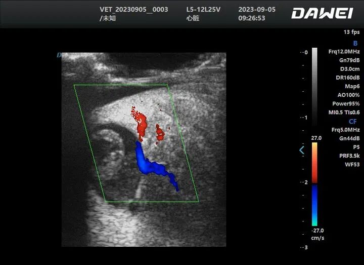 Scallop & Bivalve Shellfish ultrasound