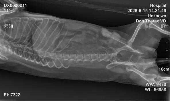 Canine digital X-ray showing spine and abdominal structures