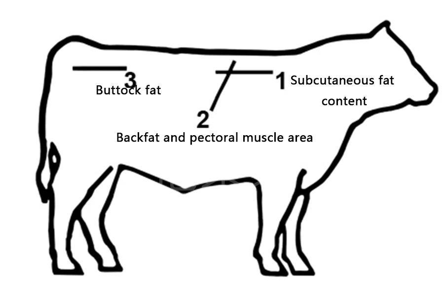 beef back fat