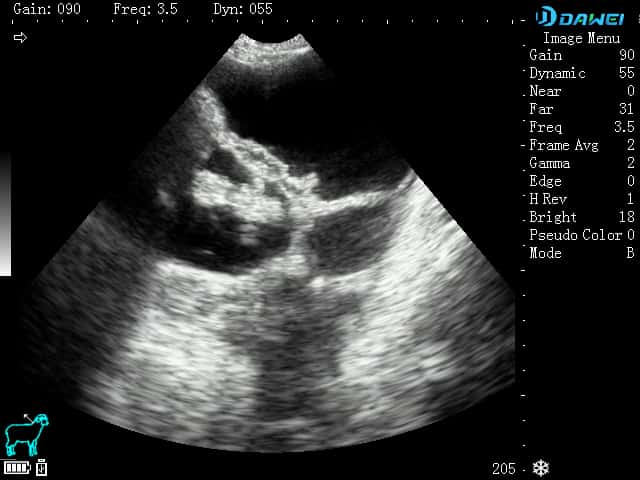 Gestational Imaging in Ewes