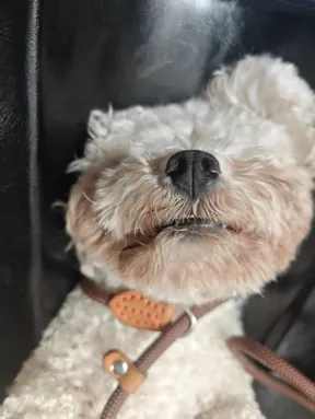 Small dog undergoing routine veterinary health examination