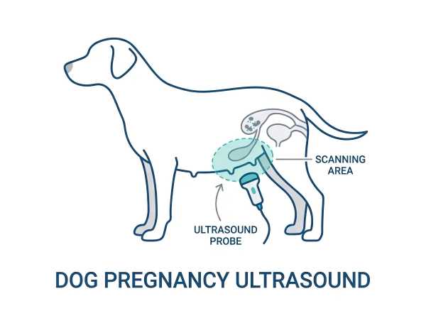 colocación de sonda de ultrasonido en perros