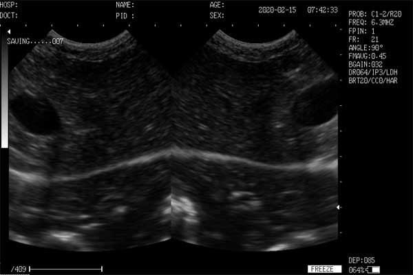 pet ultrasound