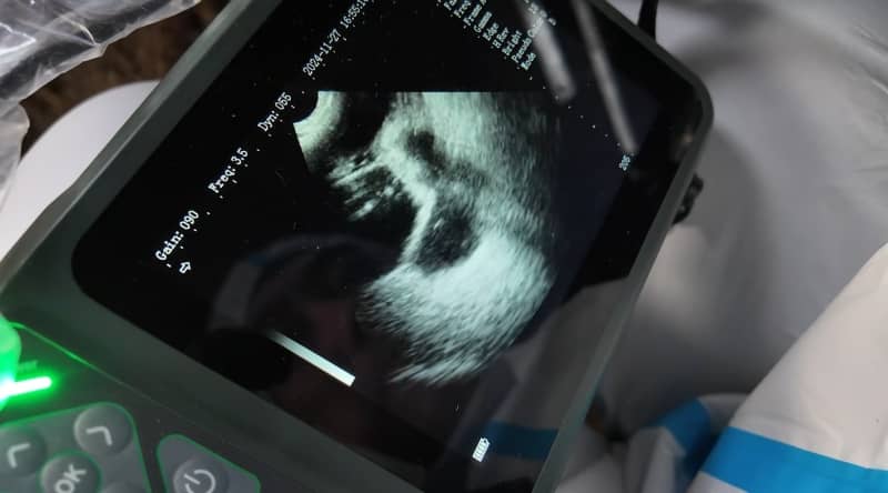 Ultrasound for Sheep