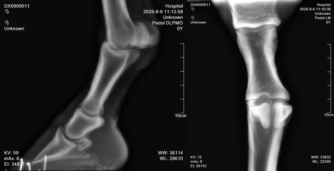 equine-limb-radiography-clinical-case