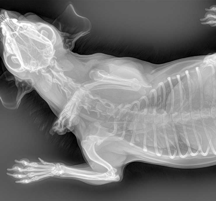 Sistema de diagnóstico por rayos X veterinario