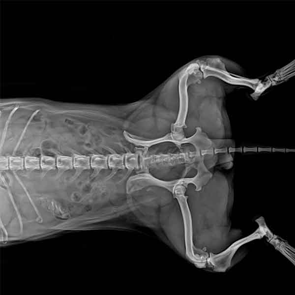 portable x ray machine veterinary
