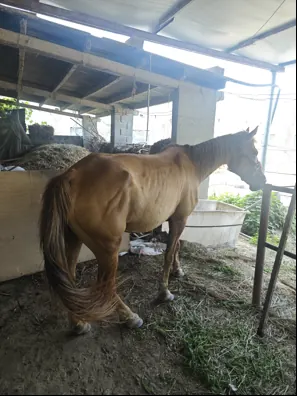 horse-clinical-examination-scene