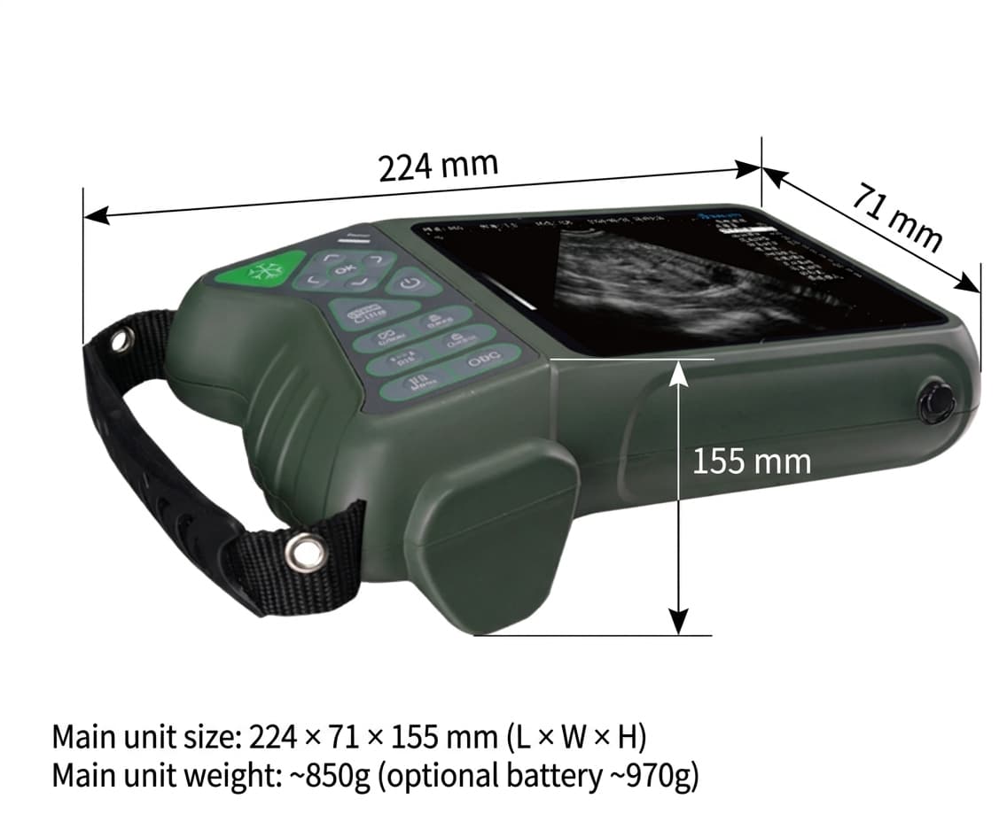 Ultrasound for Sheep
