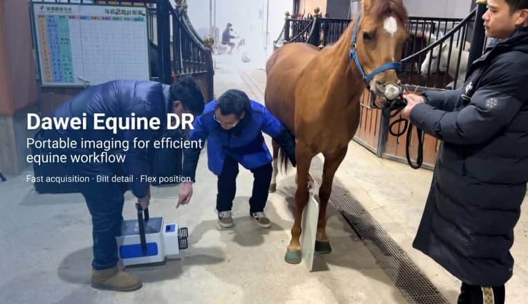 horse x ray machine