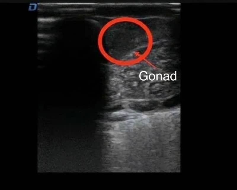 Black Rockfish ultrasound