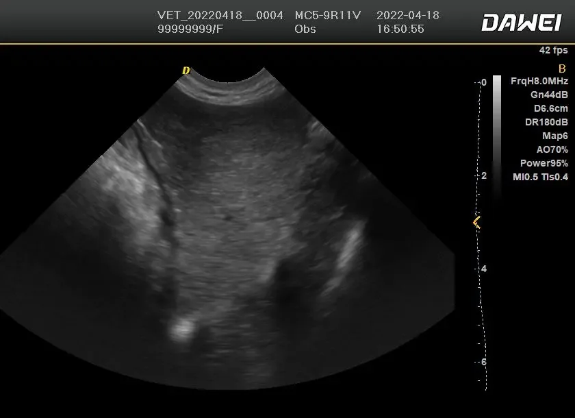 animal ultrasound machine