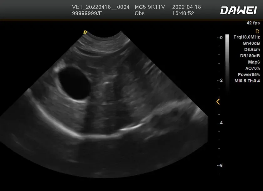 animal ultrasound machine