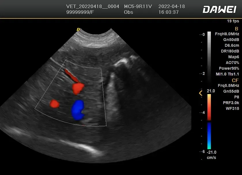 animal ultrasound machine