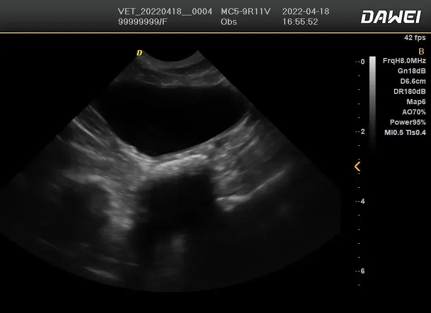 animal ultrasound machine