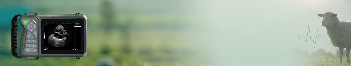 sheep ultrasound machine