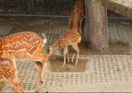 Sika deer in a wildlife enclosure – veterinary clinical case