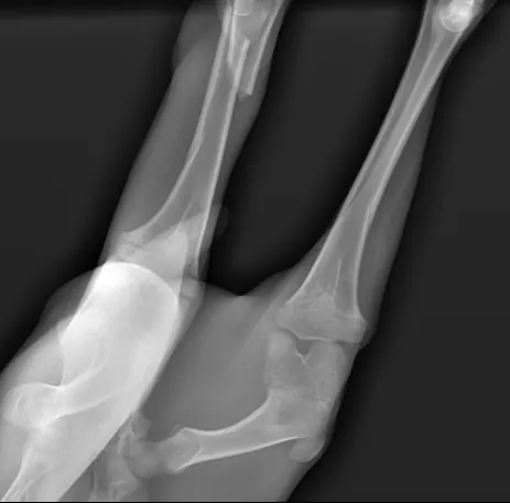 Sika deer femoral fracture X-ray showing bone injury