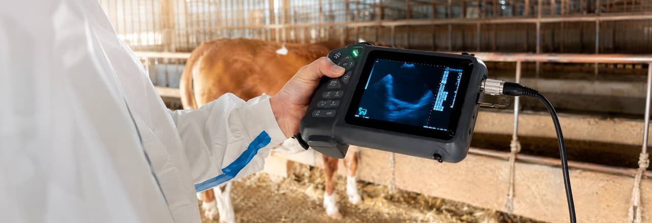 veterinary ultrasound pregnancy diagnosis in cattle