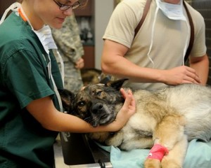 ultrasound examination