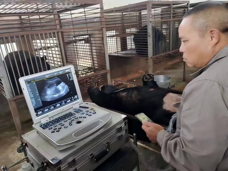 L3 veterinary ultrasound